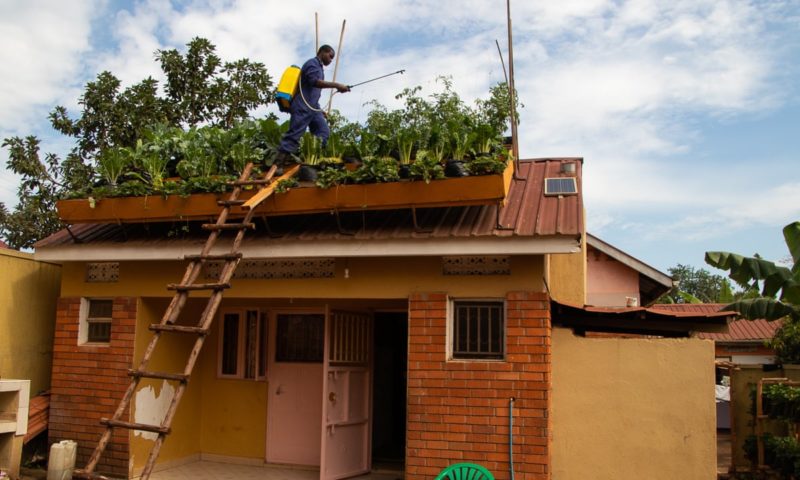 Rooftop farming: why vertical gardening is blooming in Kampala