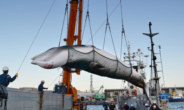 Japan launches bid to end ban on commercial whaling