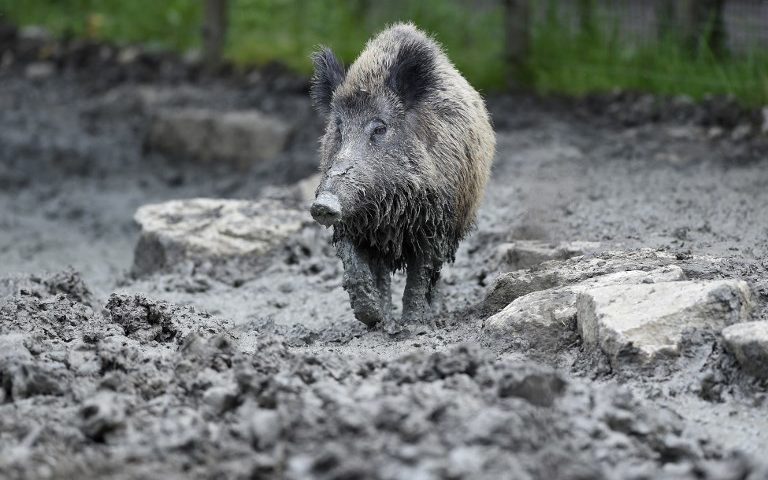 French government steps in to help farmers fight rampaging animals