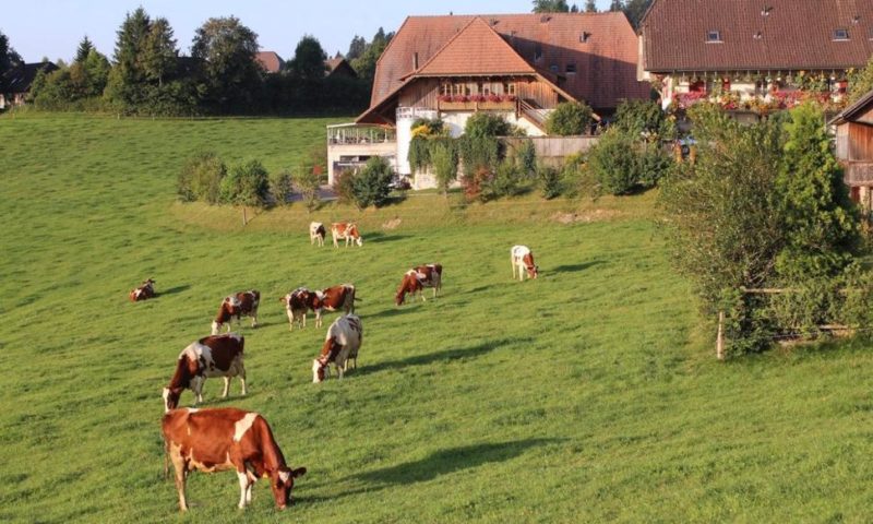 Swiss Reject Bids to Improve Food Quality, Protect Farmers