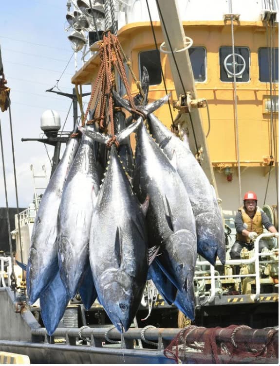 Japan's Pacific bluefin tuna fishing quota to remain unchanged - Equity ...