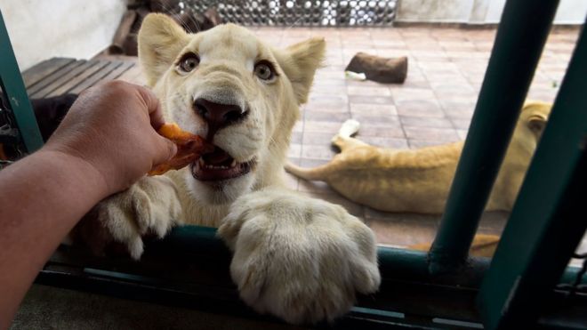 Mexican man refuses to give up lions on his terrace