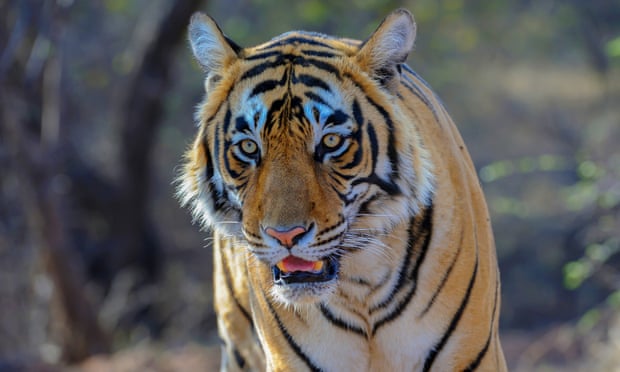 Calvin Klein fragrance could be used to lure killer tiger