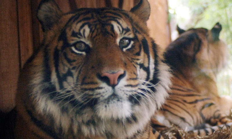 Calvin Klein’s Obsession Could Be The Trick To Catching A Tiger