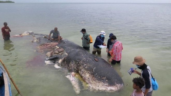 Dead sperm whale found in Indonesia had ingested ‘6kg of plastic’