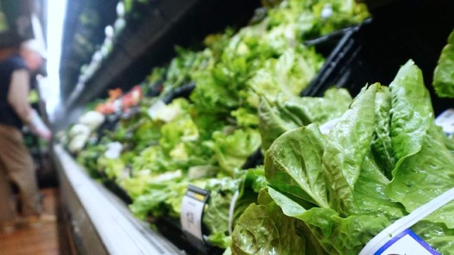 E. coli outbreak: Romaine lettuce probed in US and Canada