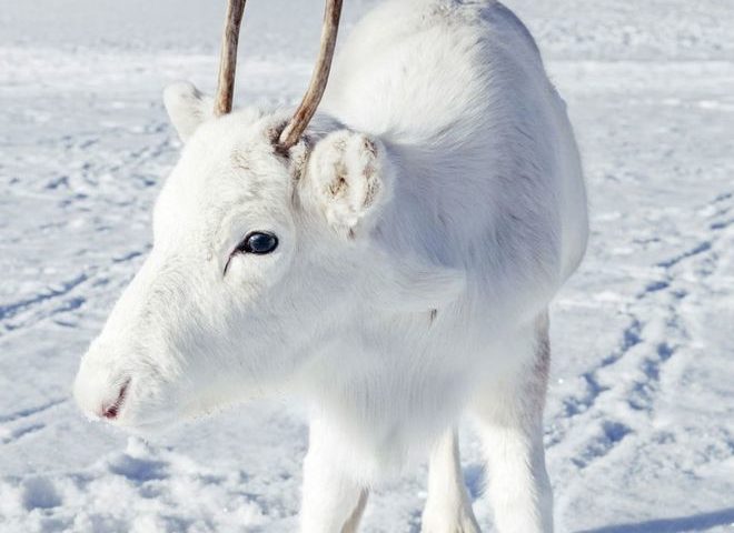 Rare white reindeer calf spotted on camera in Norway