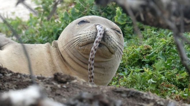 Endangered seal with eel up its nose remains a mystery