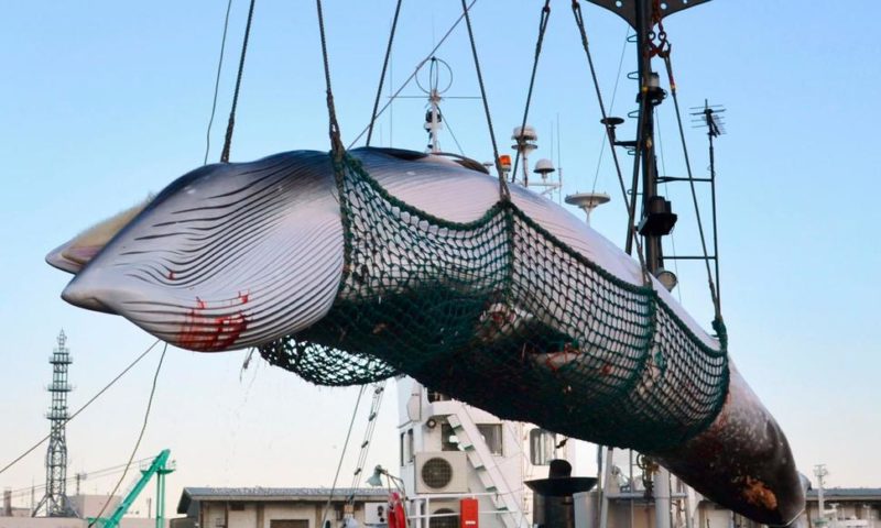 Japan to Resume Commercial Whaling, but Not in Antarctic