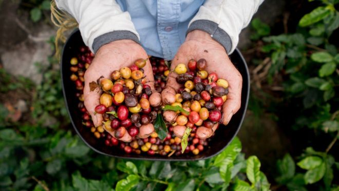 World’s coffee under threat, say experts