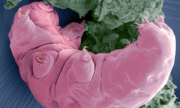 Antarctic expedition yields remains of tiny, ancient ‘water bears’