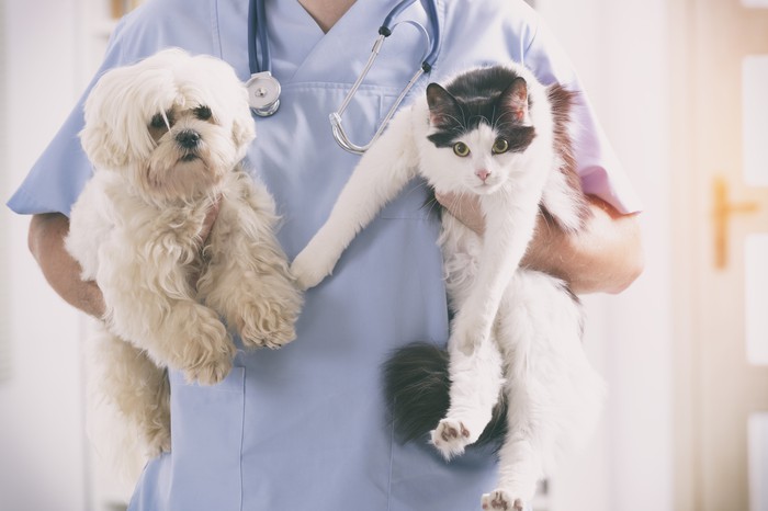 PetMed Express Inc. (PETS) Plunges 6.46% on January 10