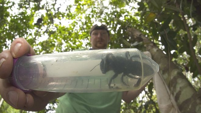 World’s biggest bee found alive