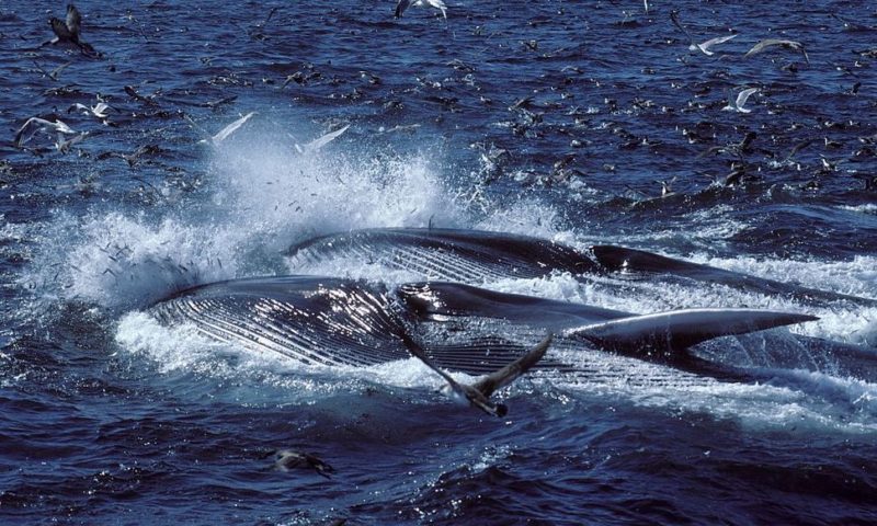 Iceland Will Allow More Than 2,000 Whales to be Killed in Next Five Years
