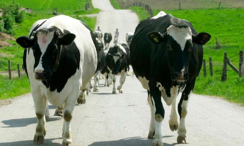 EU Inspectors in Poland After Export of Meat From Sick Cows