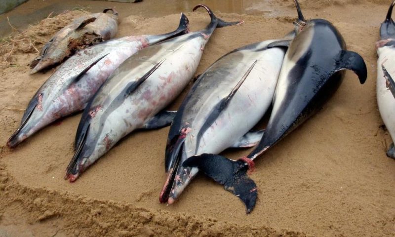 Action Demanded After 1,100 Dead Dolphins Wash up in France