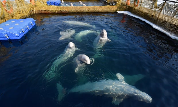 Russia moves to free nearly 100 captive whales after outcry