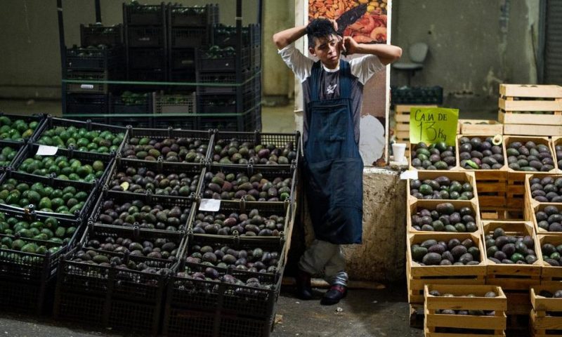 Mexican Avocado Growers Expect US Consumers to Bear Tariffs