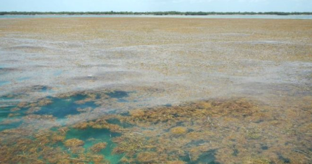 Sargassum: The biggest seaweed bloom in the world