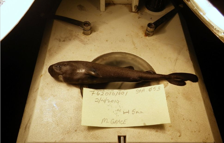 Scientists Discover New Shark Species That Glows in the Dark
