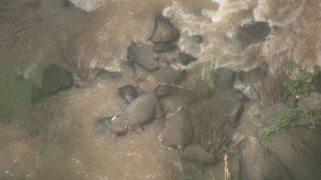Six elephants die trying to save each other at Thai waterfall