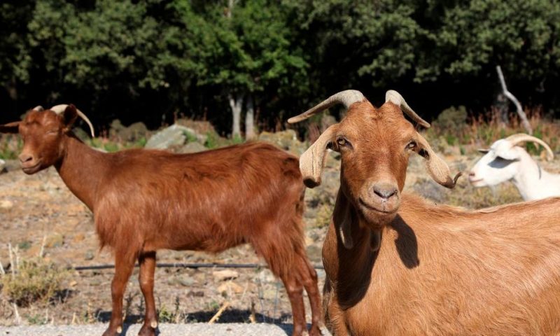 Tens of Thousands of Goats Munch Greek Island Into Crisis