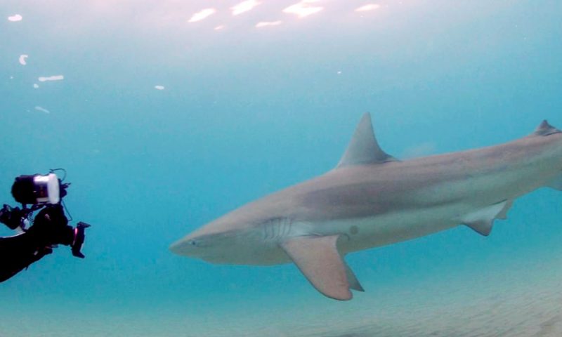 Why Are Sharks Settling Off Israel’s Coast?