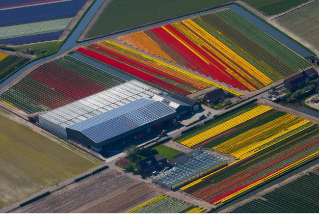 Sales of Flowers, Pork Push Dutch Farm Exports to New Record