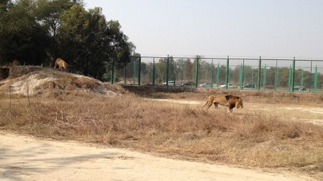 Teenager’s remains found in lion enclosure at Pakistani zoo