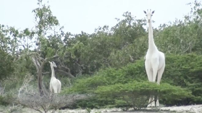 Rare white giraffes killed by poachers in Kenya
