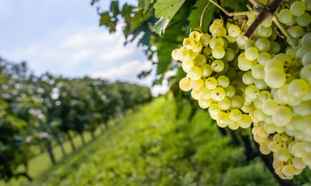 Climate change forces cognac makers to consider other grape varieties