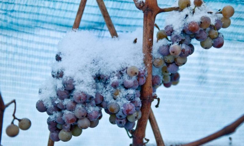No Ice Wine for You: Warm Winter Nixes Special German Wine