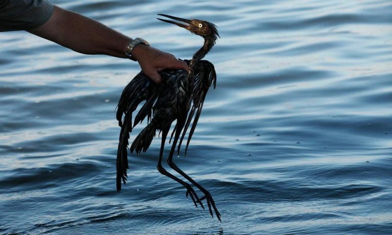Sparkling Waters Hide Some Lasting Harm From 2010 Oil Spill
