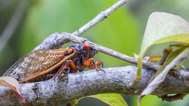 Millions of periodical cicadas to emerge in parts of US