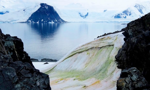 Climate change is turning parts of Antarctica green, say scientists