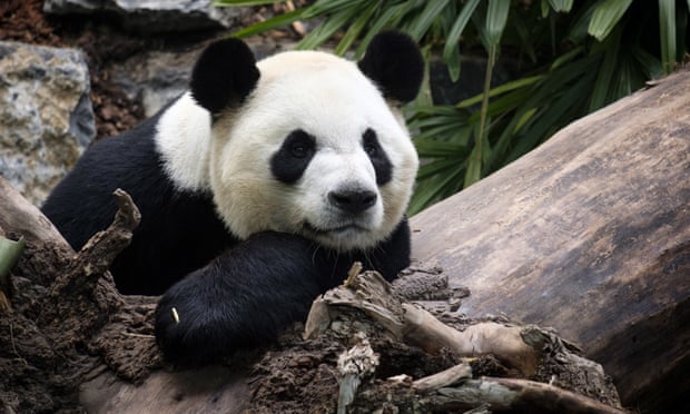 Canada’s Calgary zoo to return two giant pandas after bamboo supply disruption