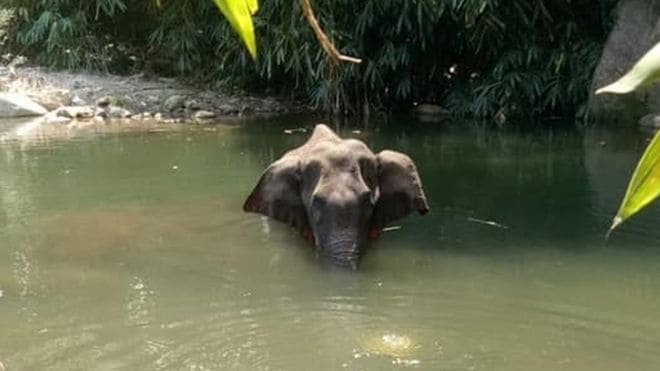 India outrage after pregnant elephant dies eating ‘firecracker fruit’