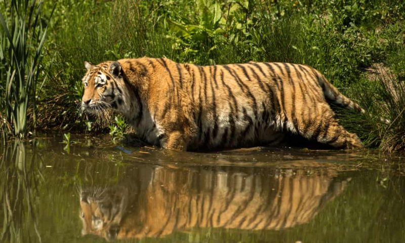 English zoos and safari parks to reopen from 15 June