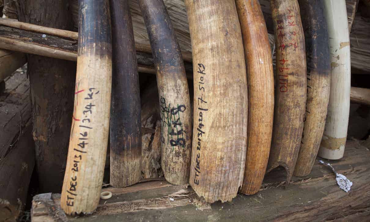 Six elephants killed in one day by poachers in Ethiopia - Equity Insider