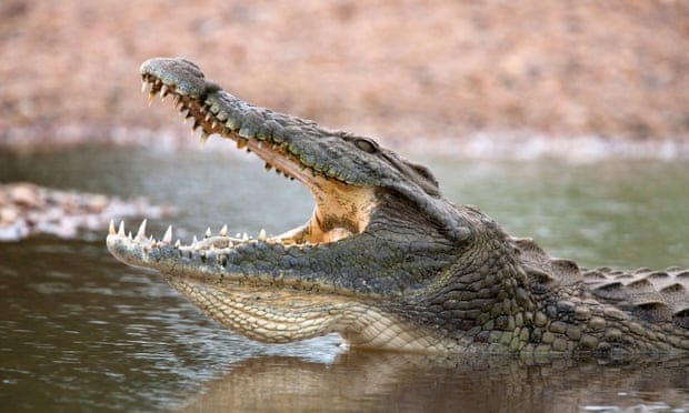 Spanish police search river after sightings of Nile crocodile