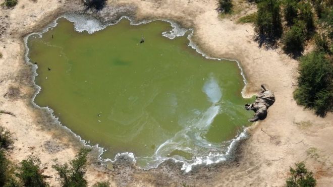 Hundreds of elephants found dead in Botswana