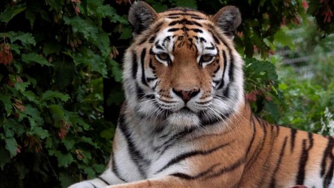 Tiger kills Zurich zookeeper in front of visitors and staff