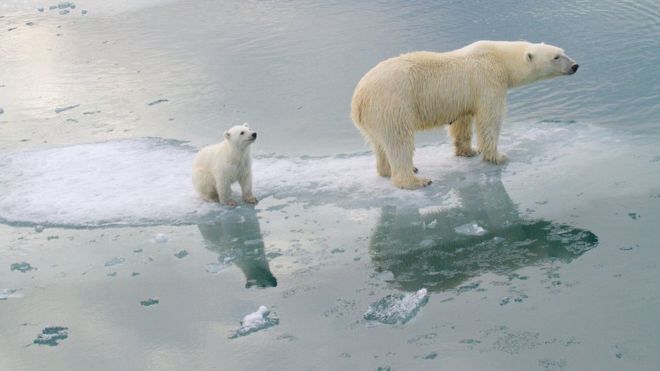 Climate change: Polar bears could be lost by 2100