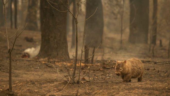 Australia’s fires ‘killed or harmed three billion animals’