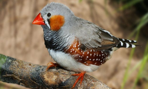 AI model developed to identify individual birds without tagging