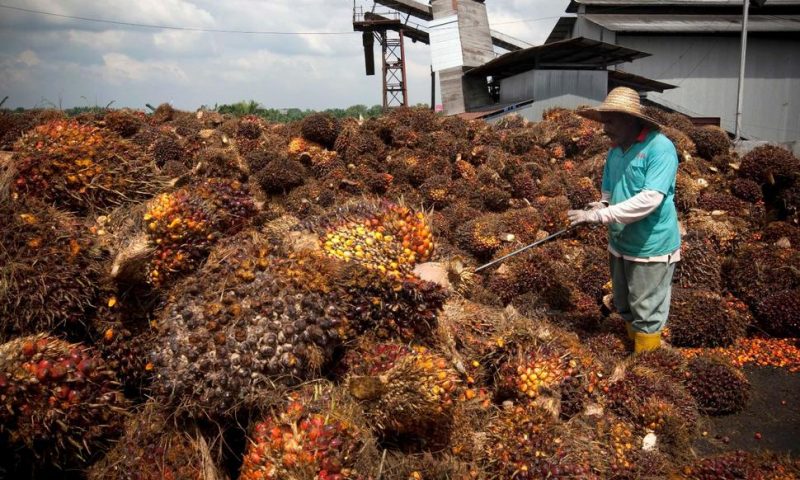 Malaysian Palm Oil Giant Hit With Forced Labor Allegations