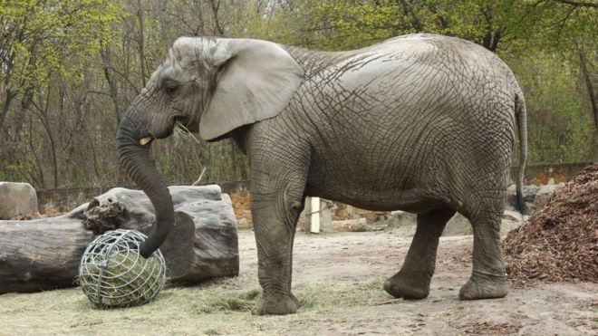 Elephant at Warsaw Zoo to test cannabis-extract oil