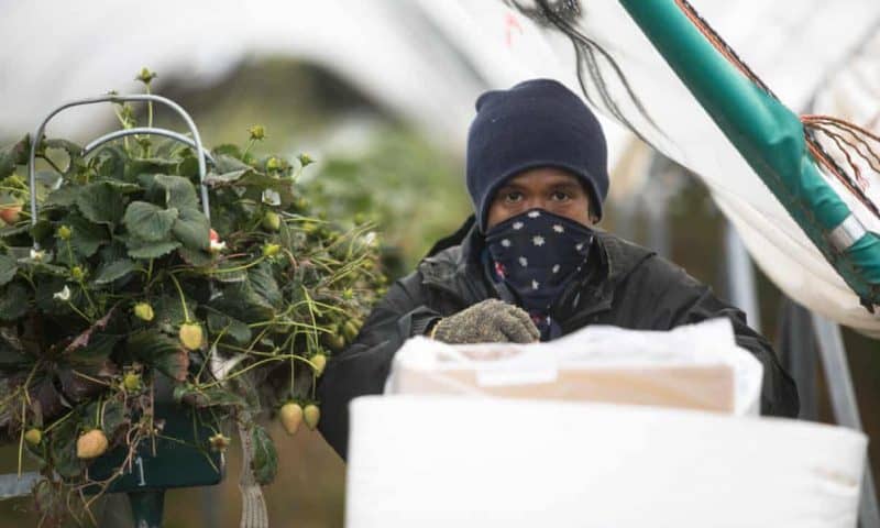 Without seasonal workers, Australia may face a hungry summer