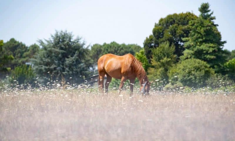 Series of animal mutilations mystify French police