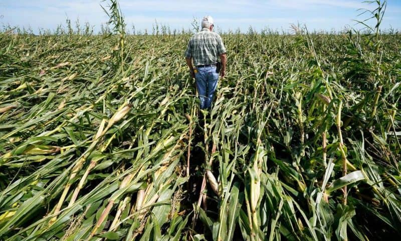 Iowa Farmers Unsure What’s Next After Winds Flatten Corn